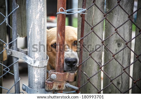 Neglected dog behind fence