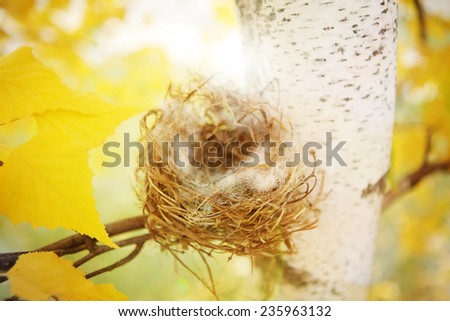 Empty nest in autumn. Shallow depth of field. Shallow focus.