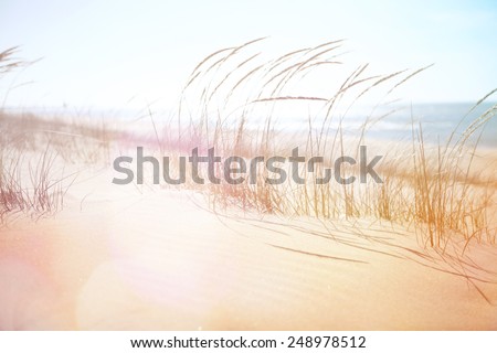 Beach Grass