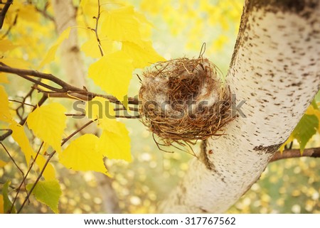 Empty birds nest in autumn.  Shallow depth of field. Shallow focus