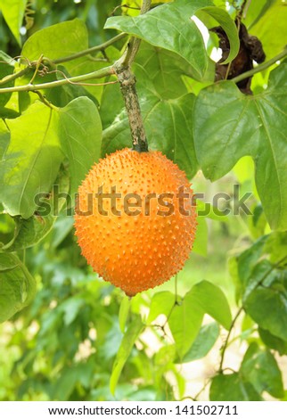 Gac fruit (Momordica cochinchinensis) is cultivated throughout Southeast Asia