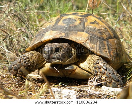 Dry Land Turtle Stock Photo 110006234 : Shutterstock