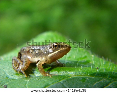 A very little European common frog