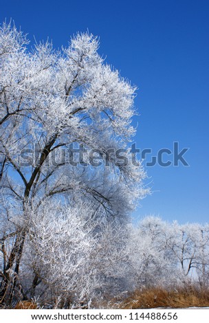 The tree in the frost on the background of blue sky.