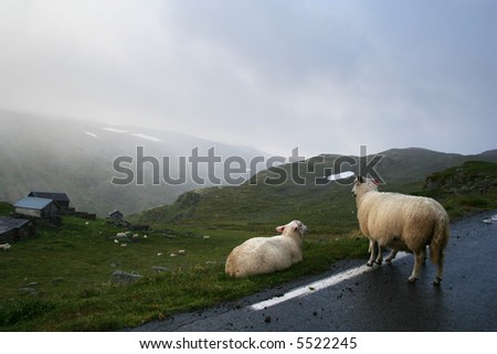 Sheeps on a road high in mountain in Norway