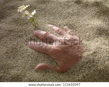 human hand in the sand in front of a white flower