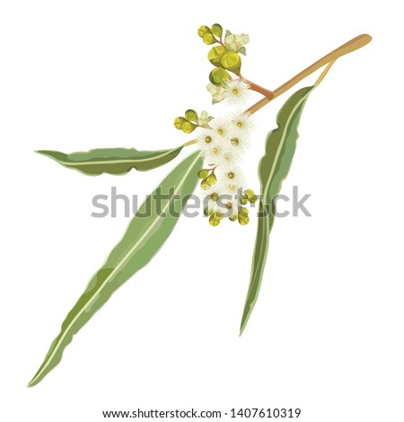 Realistic creamy white Australian Native Gumtree Flowering Eucalyptus Vector Illustration on a white background