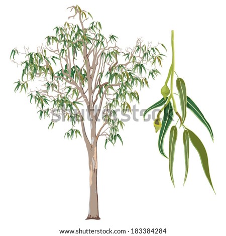 Eucalyptus Tree Vector