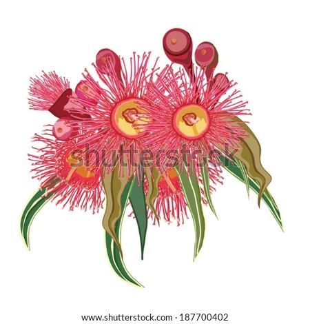 Eucalyptus flower realistic design