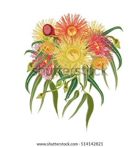 Vector Illustration of Colorful Australian Native Flowers