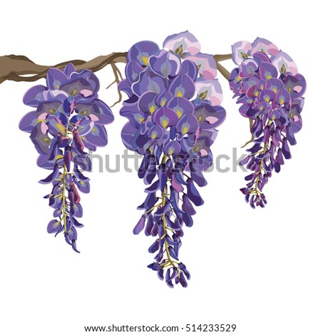 Purple Wisteria Vector Illustration | EZ Canvas