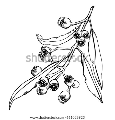 Hand drawn Eucalyptus Gumnuts black and white vector illustration