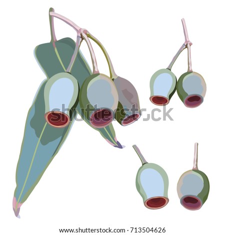 Large Eucalyptus Gumnut Elements Vector Illustration