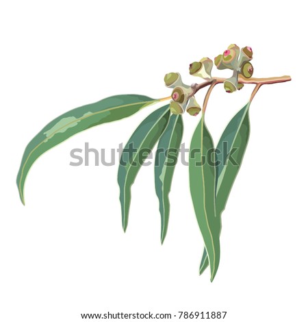 Gumnuts and Leaves natural design vector