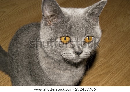 Beautiful grey british shorthair kitten with adorable orange coloured eyes (love, pet background)