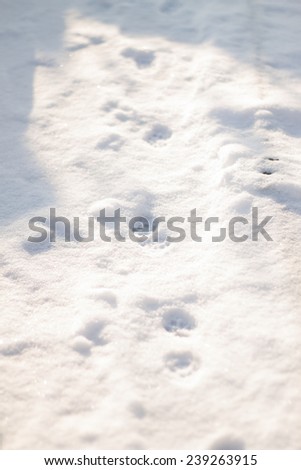 Footprint in the snow, cat traces