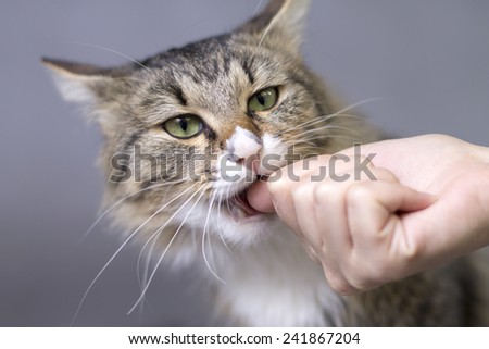 beautiful fluffy cute cat bites finger