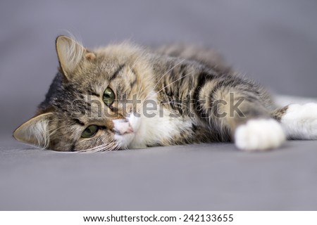 portrait of a beautiful fluffy cute cat