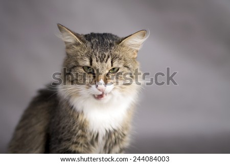 grinning fluffy cat licks