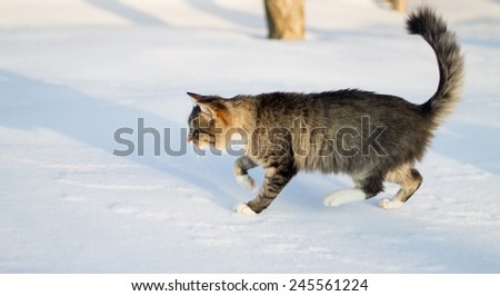 Beautiful cat running in the snow
