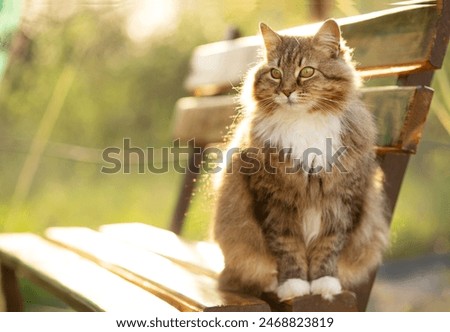 Foto Bild Straßenkatze in einem Dorf