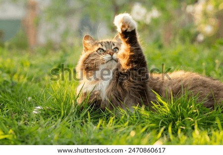 Similar – Image, Stock Photo Beautiful red cat