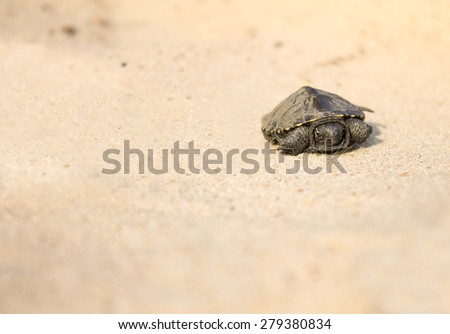 little turtle crawling on sand