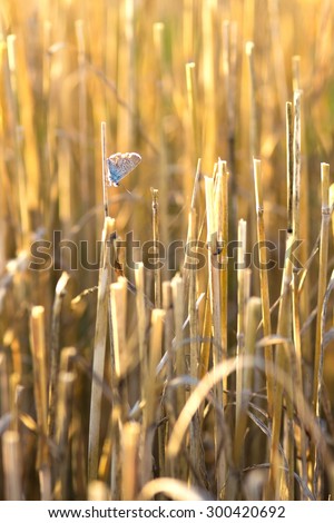 dry grass cuttings in the field with butterfly