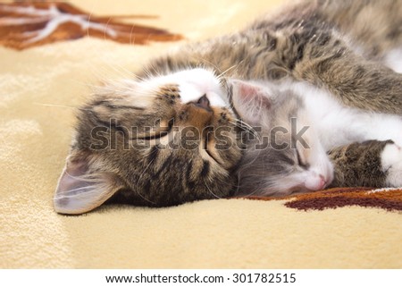 two sleeping kitten on the bed