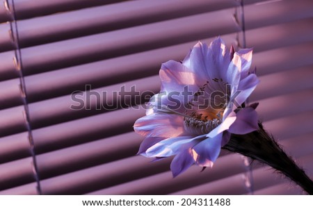 Beautiful flower of the cactus at dawn, standing at the window in front covered on the background blinds