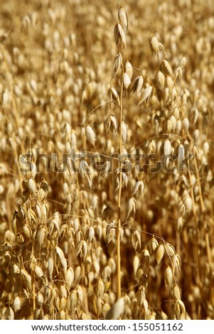 Oat field. Spikes oat closeup on a gold background.