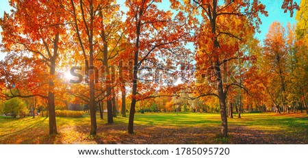 Similar – Foto Bild Oktoberliche Morgenstimmung im Wald