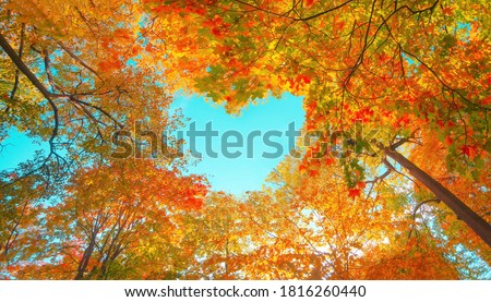 Autumn forest background. Vibrant color tree, red orange foliage in fall park. Nature change Yellow leaves in october season Sun up in blue heart shape sky Sunny day weather, bright light banner frame