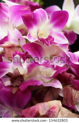 Rotten Orchid