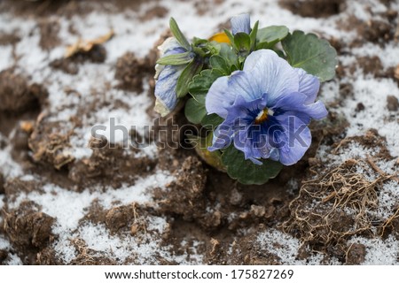 Rotten flower on frozen ground