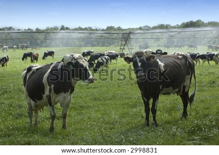 Dairy cows eat the new spring grass under the large irrigation equipment.