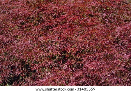 A background of red Japanese maple (acer palmatum) leaves in spring in the Pacific Northwest, U.S.A.