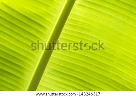 leaf banana