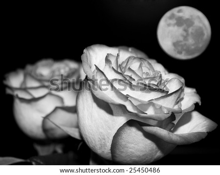 Planet of love - Valentine day event . Romantic beautiful rose on sky background. Black and white photo