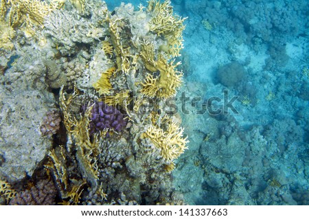 Underwater life of Red sea in Egypt. Saltwater fishes and coral reef. Colorful coral wall. Pocillopora verrucosa and Millepora dichotoma. Fire hard coral