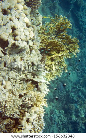 Millepora dichotoma coral and chromis dimidiata fish. Underwater life of Red sea in Egypt. Saltwater fishes and coral reef. Fire hard coral and bicolor puller