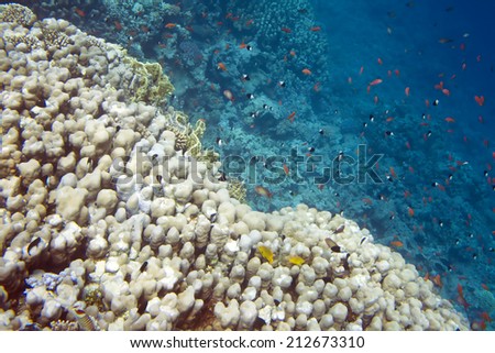 Underwater life of Red sea in Egypt. Saltwater fishes and coral reef. Fish school