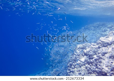 Underwater life of Red sea in Egypt. Saltwater fishes and coral reef. Fish school