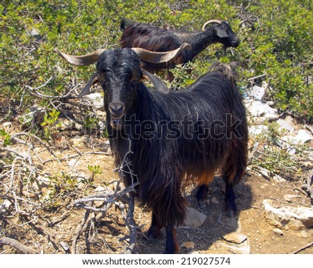 Wild black goat on island in Aegean Sea