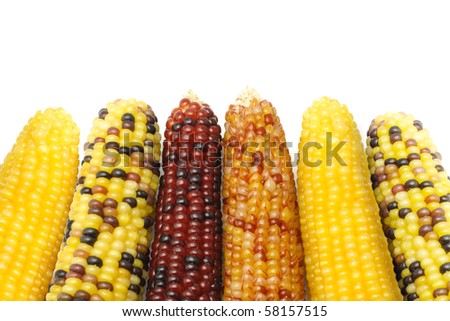 Close up of dried Indian corns on white background