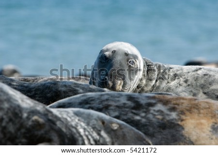 Common Seal on the beach raising head behind other seals. Helgoland, Germany.