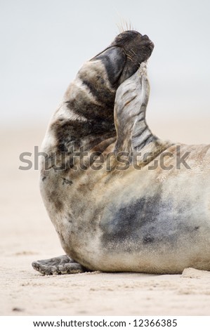Itchy Seal. Helgoland Germany.
