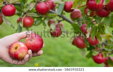 Similar – Image, Stock Photo small apple