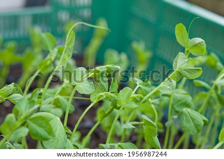 Garden pea shoots -  green young plants pisum sativum in the multitray ready to transplant in the vegetable garden. Zdjęcia stock © 