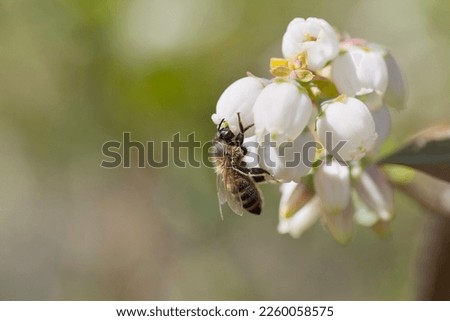 Similar – Image, Stock Photo Blueberries and honey on dark background, top view